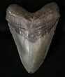Large Megalodon Tooth - South Carolina #15602-1